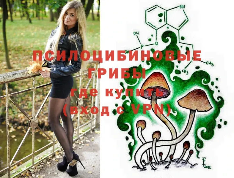 где найти наркотики  Аргун  кракен как войти  Псилоцибиновые грибы Cubensis 