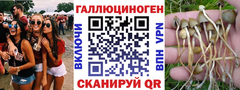 где найти наркотики  Аргун  Псилоцибиновые грибы Psilocybine cubensis 